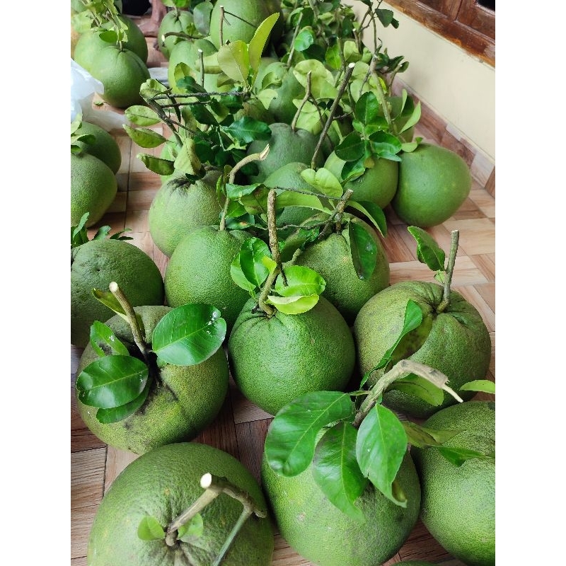 

Jeruk Pamelo Madu Premium Grade A (Bertangkai daun) KHUSUS IMLEK berat 1,3 kg - 1,6 kg