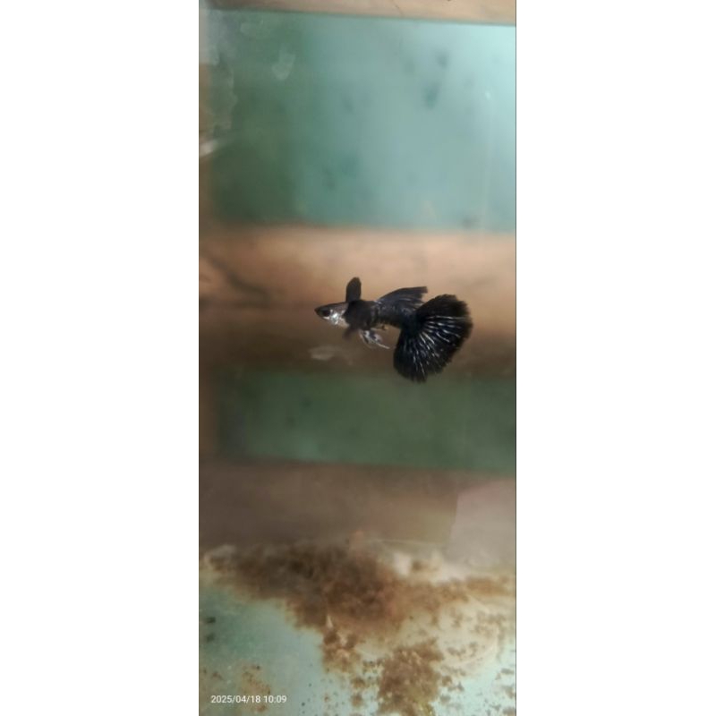 Guppy purple dragon Dumbo ear