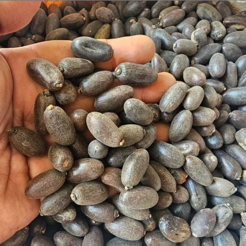 

Biji Pronojiwo Kering 100gr - Biji Pranajiwa