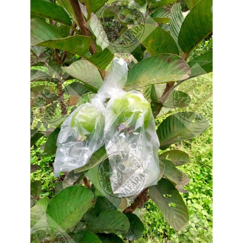 

Jambu Biji (Perkilo)