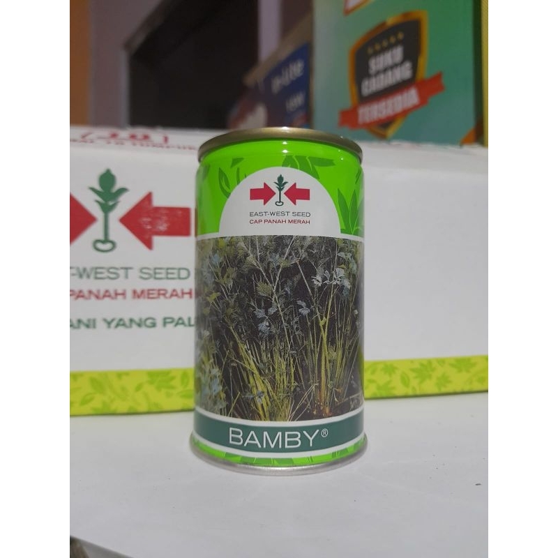 benih seledri BAMBY
