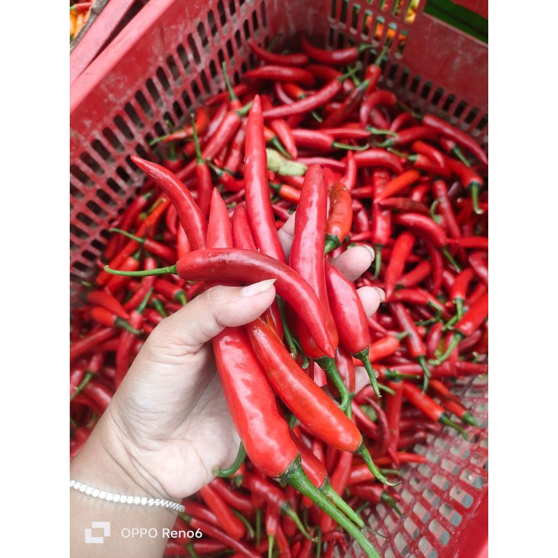 

Cabe merah besar 500g // Cabe pedas