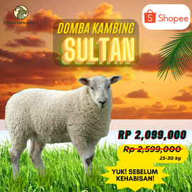 Domba Kambing Reguler, 25-30 kg - Qurban Bermanfaat / Kurban
