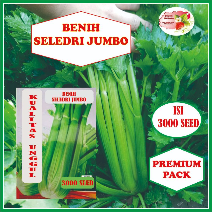 BENIH SELEDRI JUMBO ISI 3000 BIJI