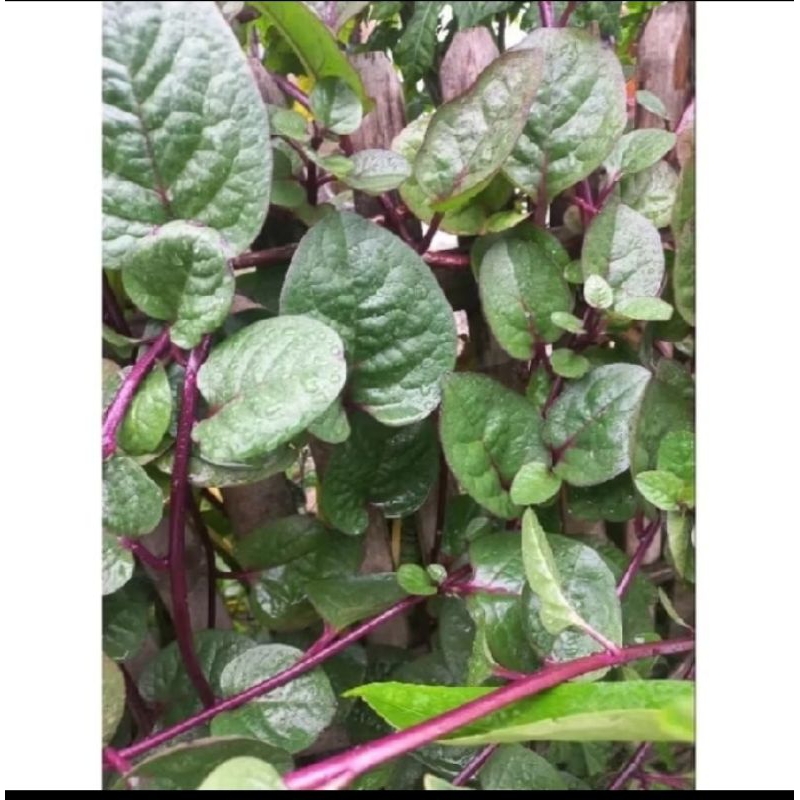 

100 lembar Daun binahong merah