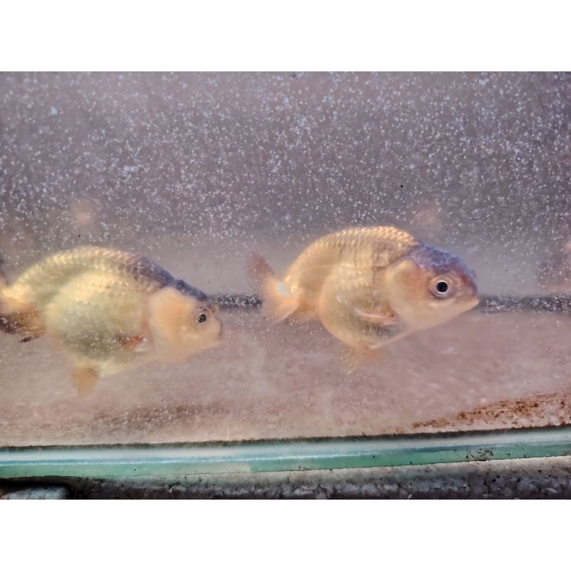 Baby Ranchu Buffalo