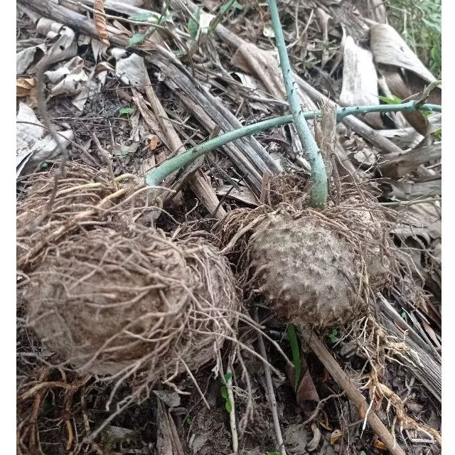 Umbi gadung, gadung 1kilo