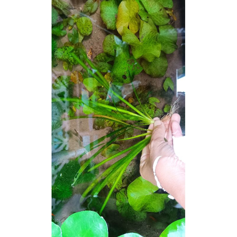 Vallisneria natans, valisnaria natan tanaman aquascape tanaman air