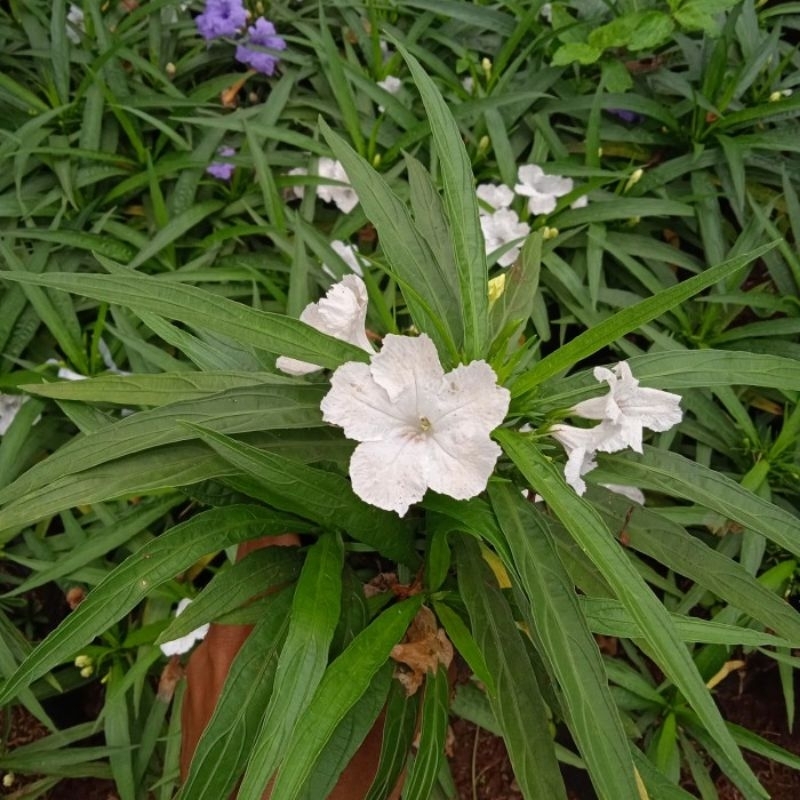 Promo COD tanaman hias ruellia mini bunga putih - ruelia bunga putih - bunga ruellia putih - bunga r