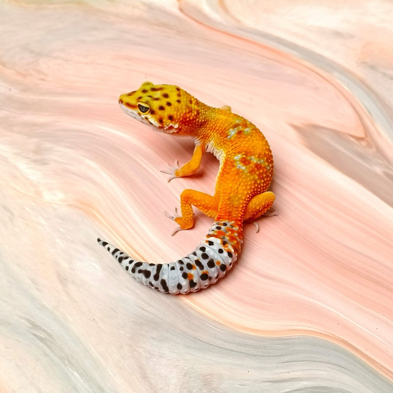 HG EMERINE HET TREMPER F6 FEMALE LEOPARD GECKO MAINAN ANAK LUCU