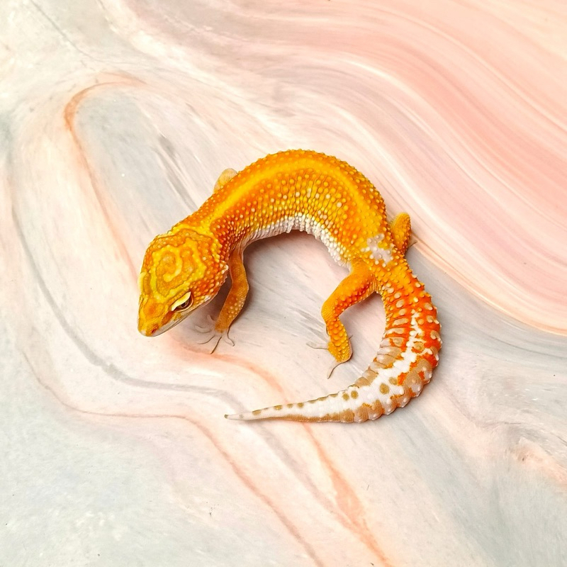 TREMPER EMERINE RS F10 FEMALE LEOPARD GECKO MAINAN ANAK LUCU