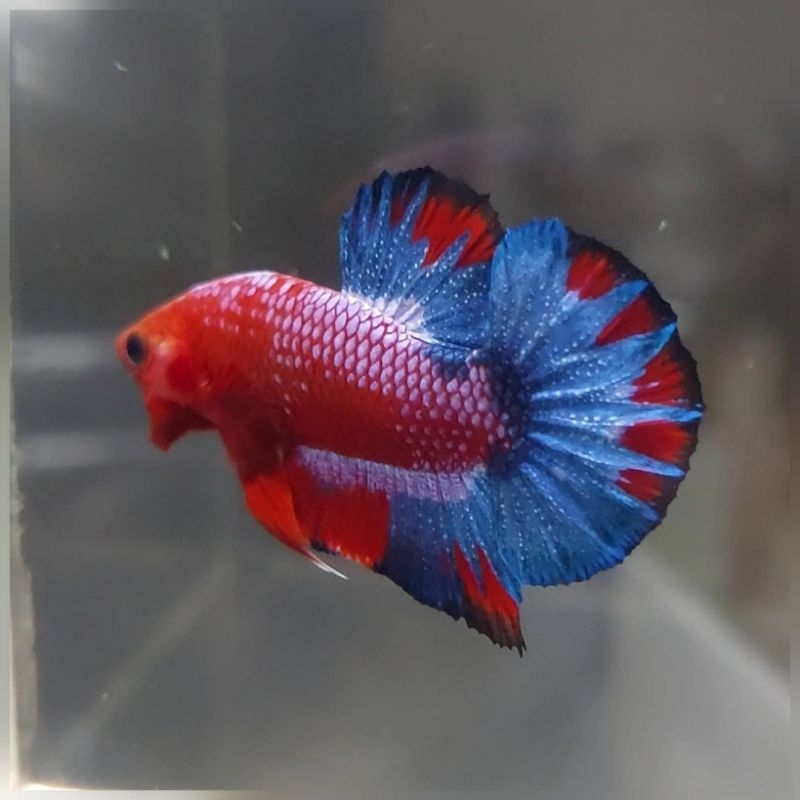 hiasan plakat Hellboy male 01