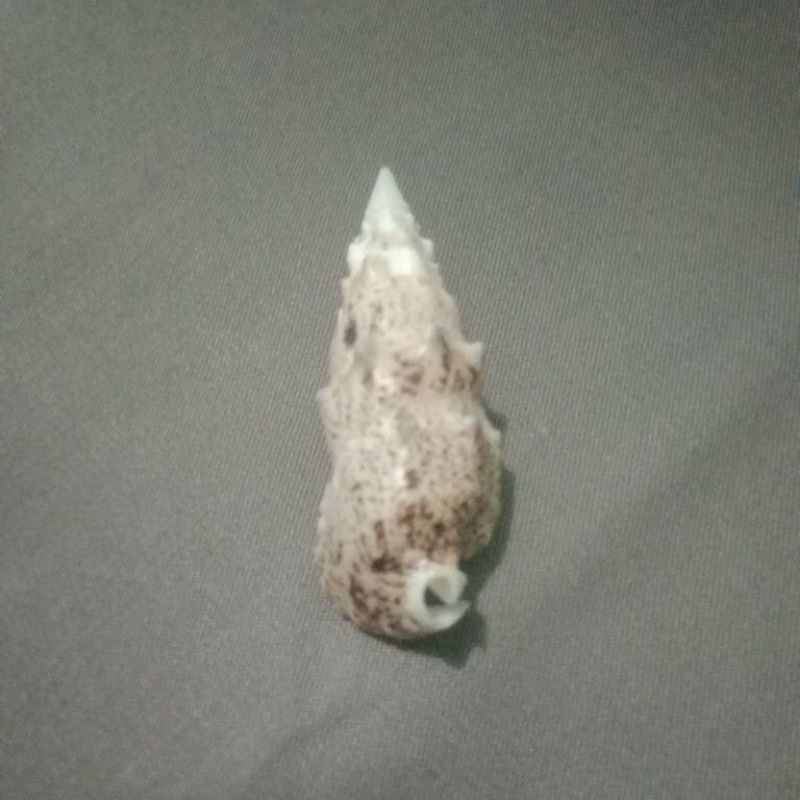 Cangkang kerang laut Pseudovertagus aluco