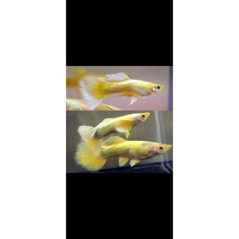 guppy full gold