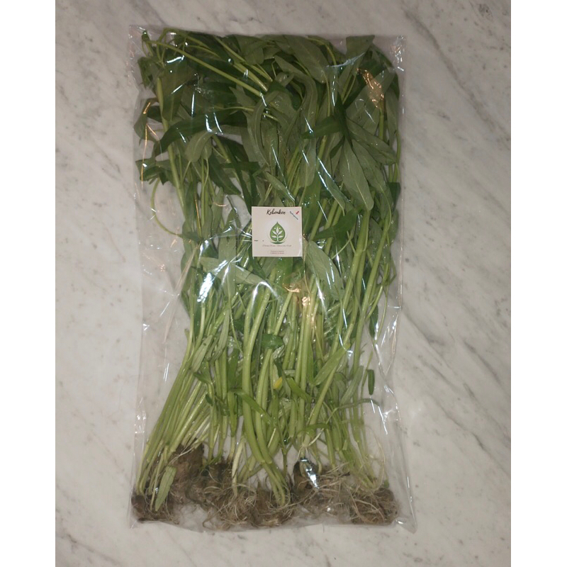 

Sayuran Hidroponik Greenhouse Kangkung Bangkok per 250g