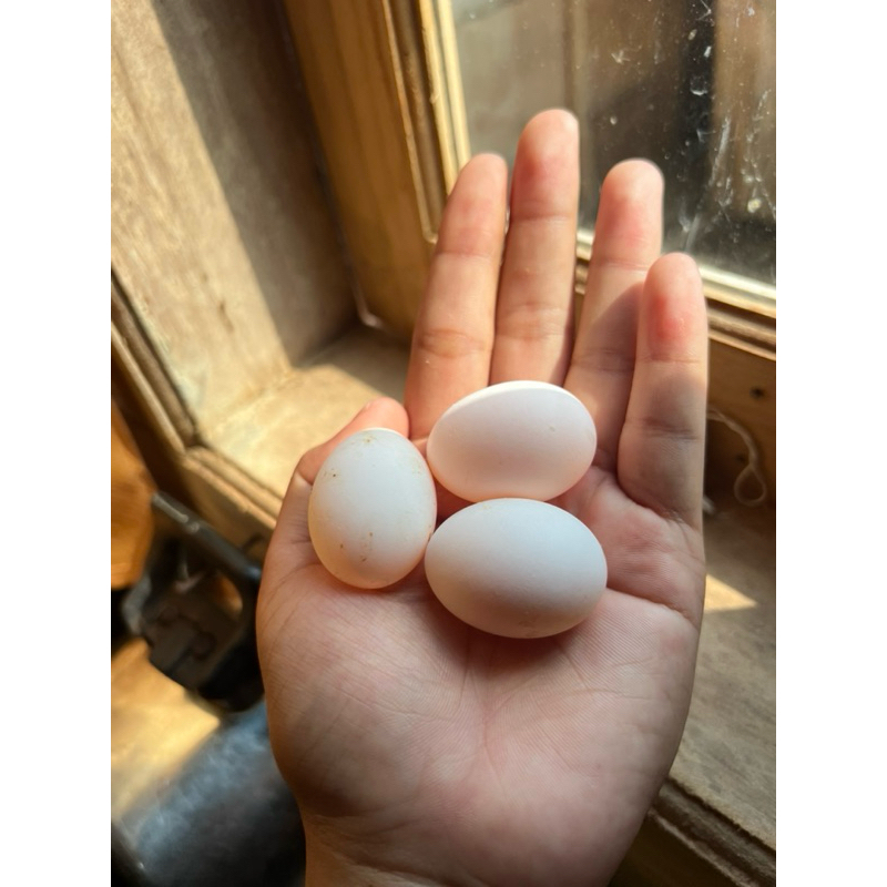 

TELUR BURUNG DARA ASLI UNTUK OBAT TERMURAH DAN BERGARANSI ANTI PECAH!