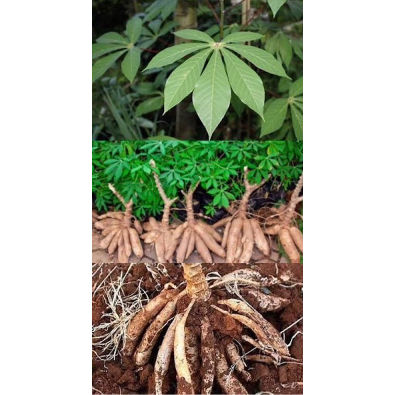 5 batang bibit pohon singkong ketan/ketela pohon konsumsi super