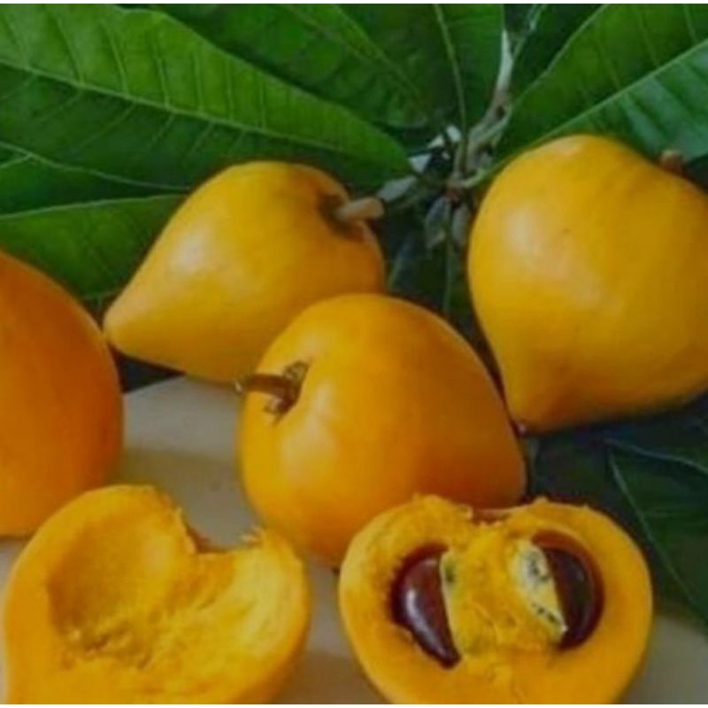 

buah alkesah/ sawo mentega segar baru petik 500 gram