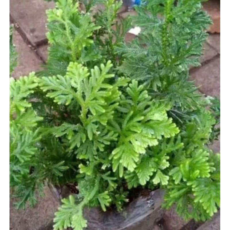 Bibit tanaman cakar ayam/benih daun cakar ayam/cakar ayam herbal