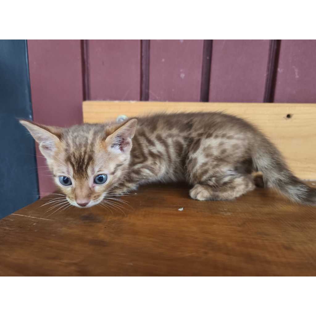 SOLD // Kucing Bengal - Kitten (betina_02)