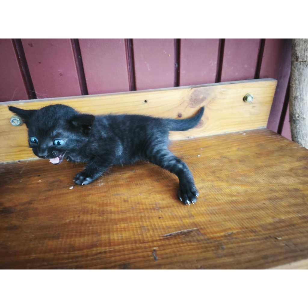 SOLD // Kucing Bengal - Kitten (betina_03)