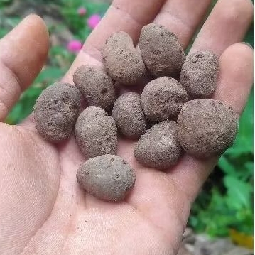 

katak porang 1000 rupiah beli 10 bonus 1
