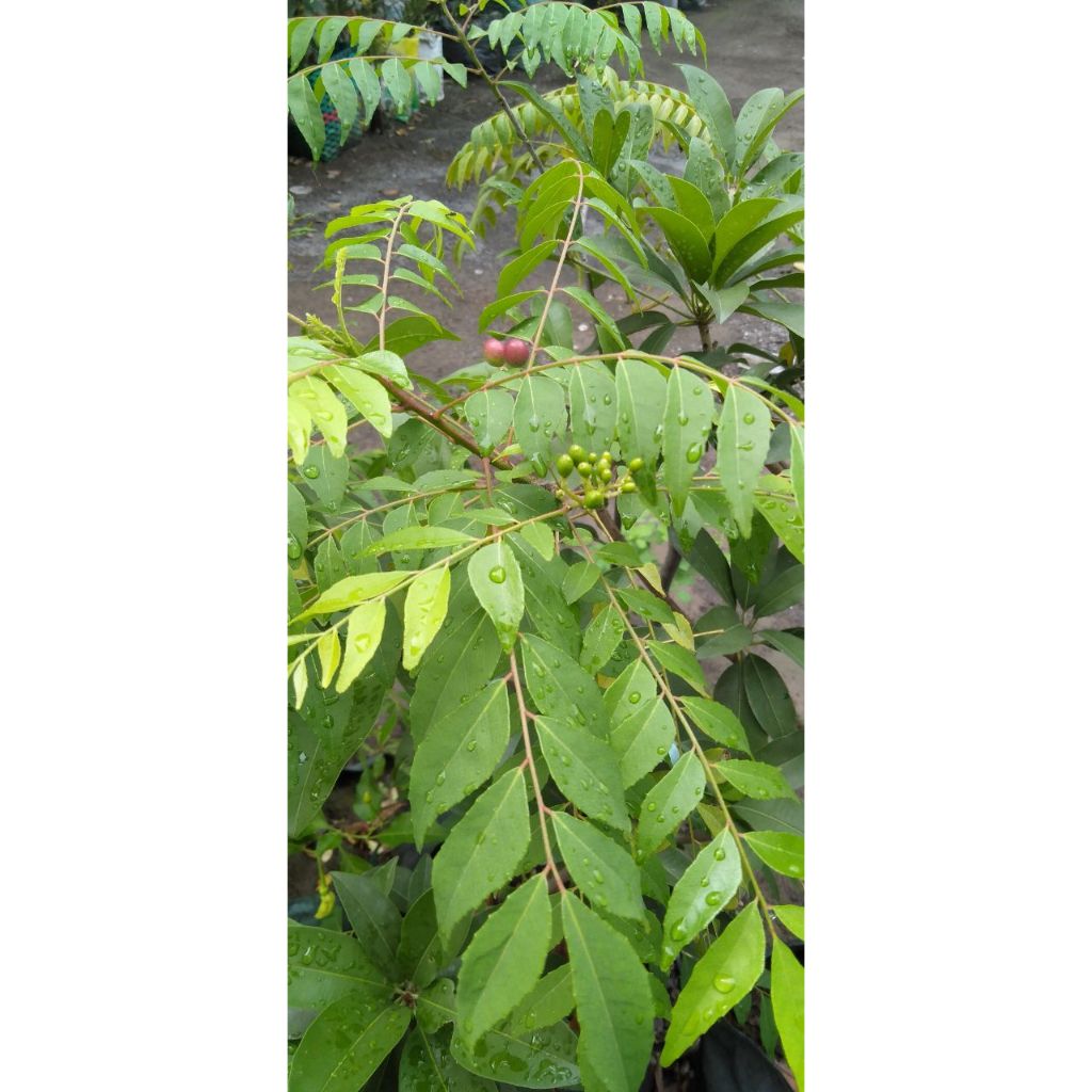 

Daun Kari / Kare / Salam Koja / Aceh Segar / Fresh Curry Leaves