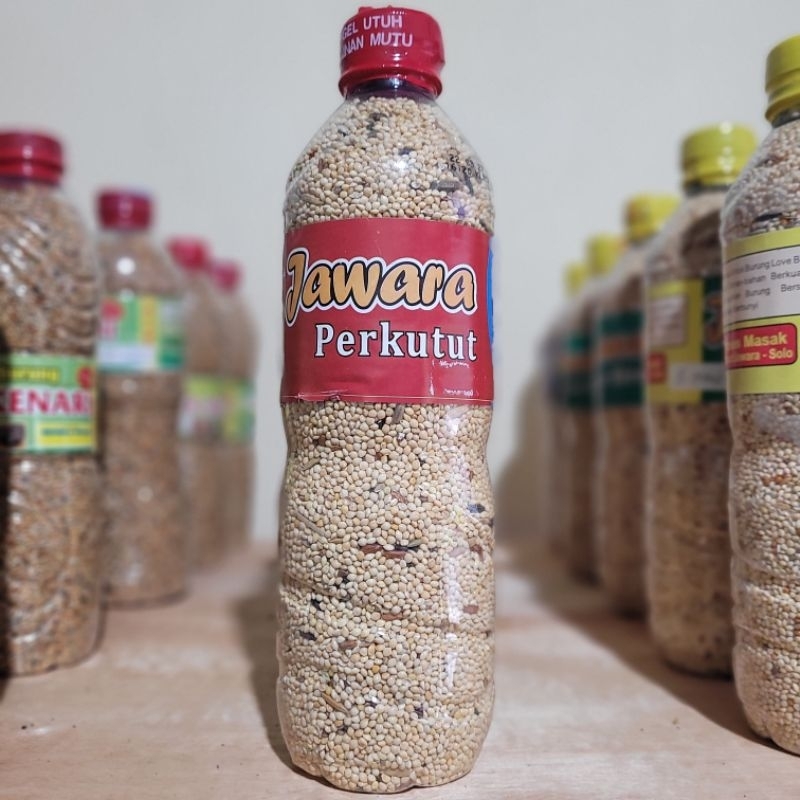 PAKAN BURUNG PERKUTUT BOTOLAN