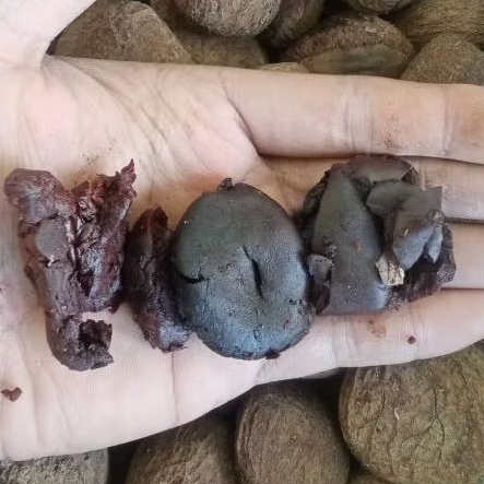 

Kluwek 100 Gram Picung Pucung Sudah Siap Olah Kluwek Hitam Bumbu Rawon Sambal Picung