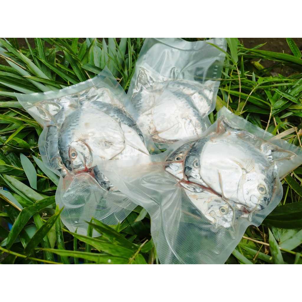 

Ikan Semar Frozen Vakum 500 Gram – Ikan Laut Segar Siap Masak – Kirim Seluruh Indonesia