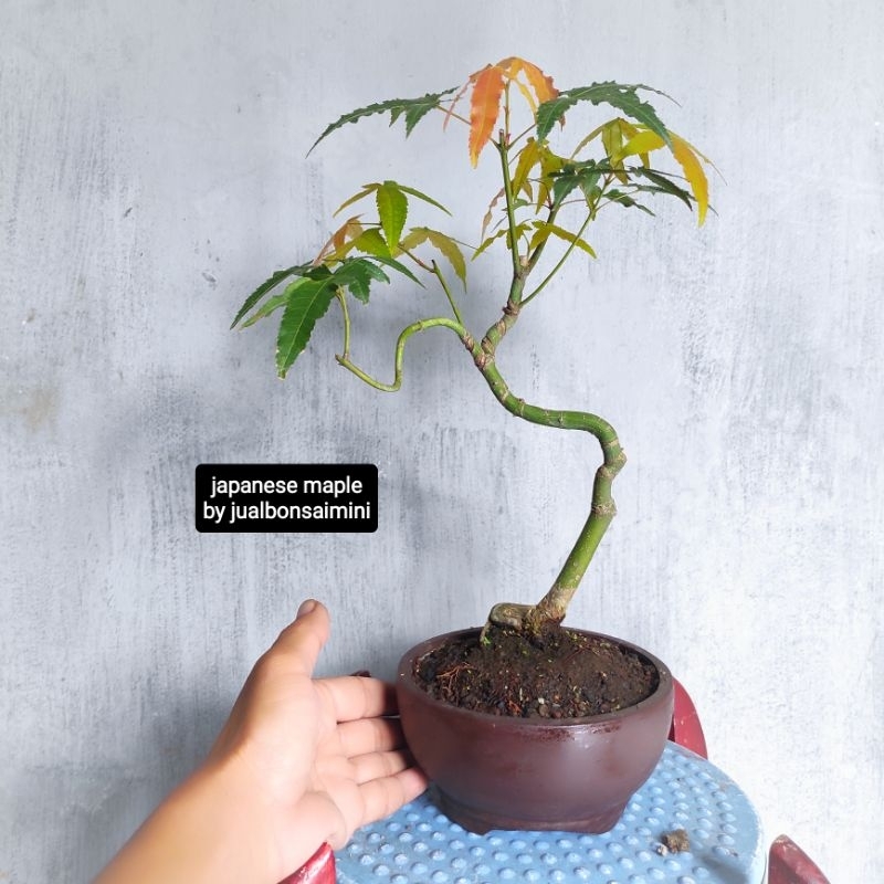 bonsai maple jepang (japanese maple)