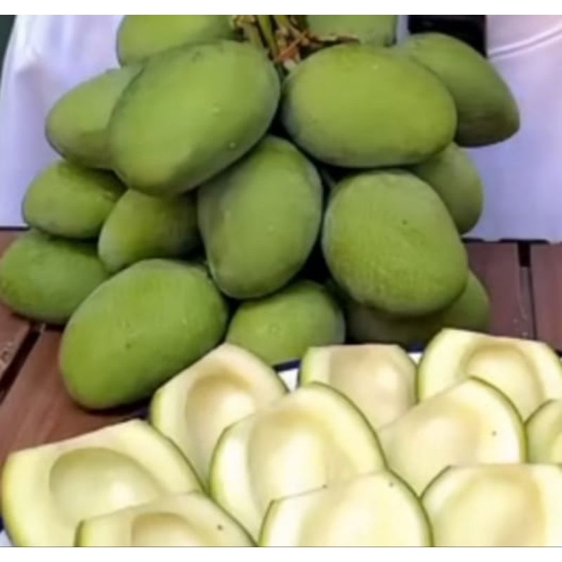 

mangga muda mini pencit 1kg , isi 7-17cocok buat rujakan/rujak