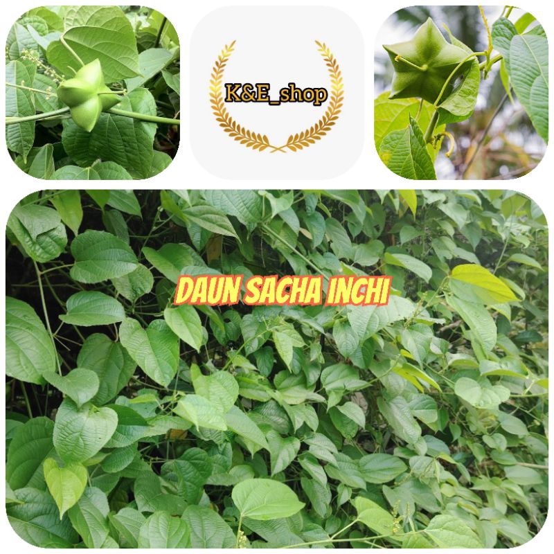 

Daun sacha inchi segar petik langsung 500 gram