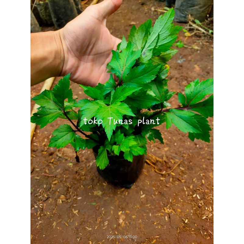 Bibit Tanaman purwoceng / kisaat - Tanaman Herbal