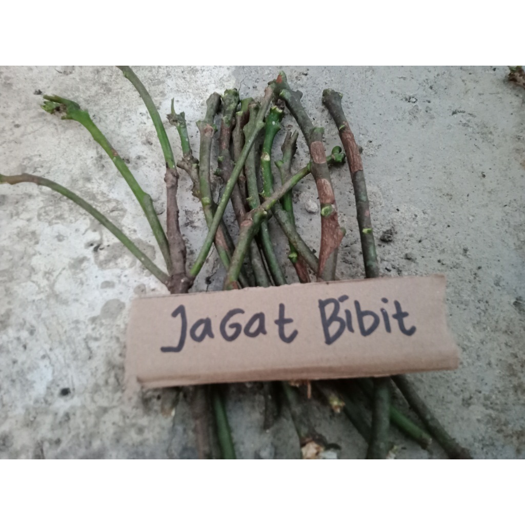 entres mangga miyazaki - batang segar mangga miyazaki - cutting mangga miyazaki