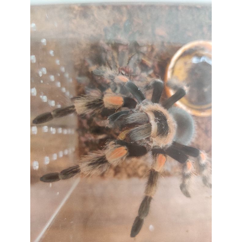 Snack Brachypelma Hamorii(tarantula)