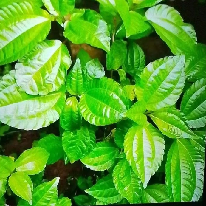 

500 gr daun pohpohan lalapan khas Sunda