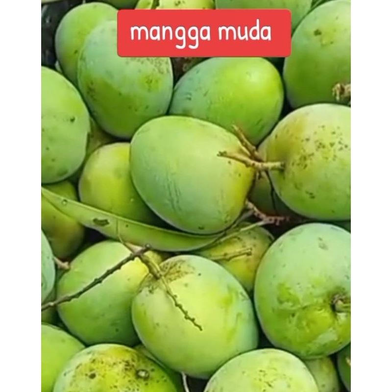 

mangga muda gedong gincu 1kg cocok buat rujakan