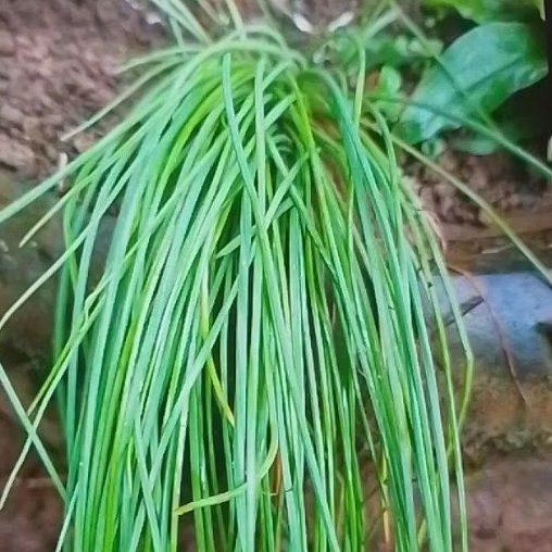 

500g sayuran kuncai segar