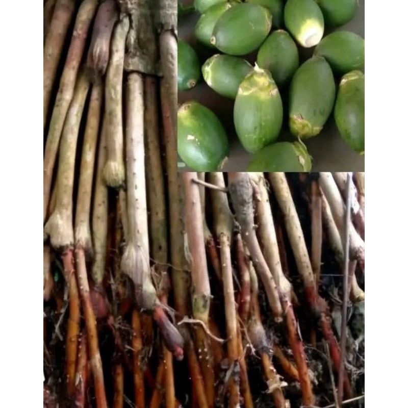 

1kg akar pinang asli terbau