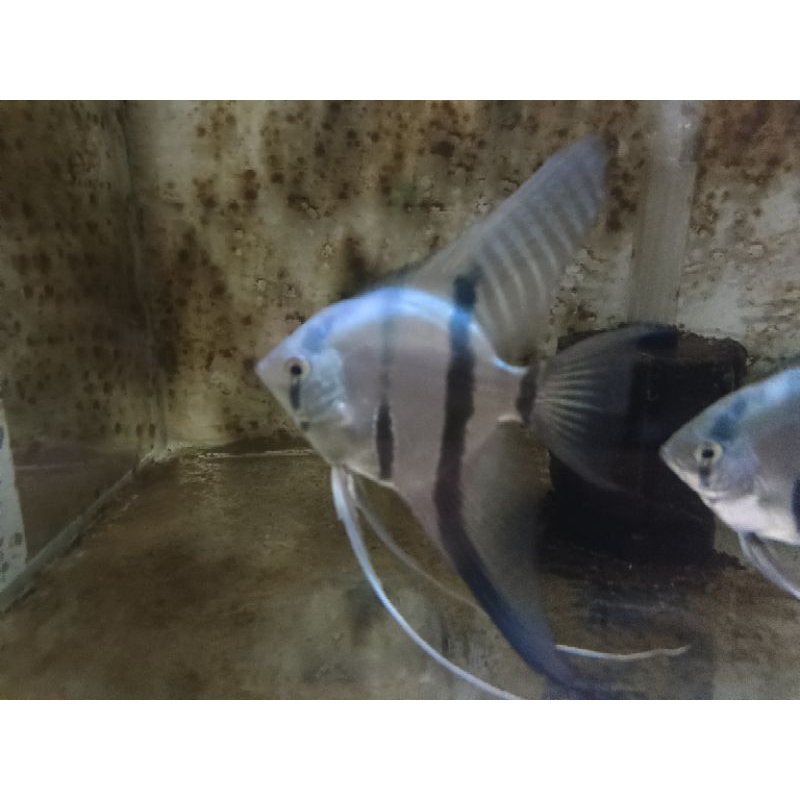 indukan manfish jenis blue pinoy