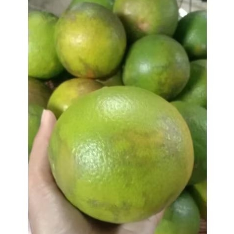 

JERUK VALENCIA, Buah Jeruk Valencia Fresh 1KG