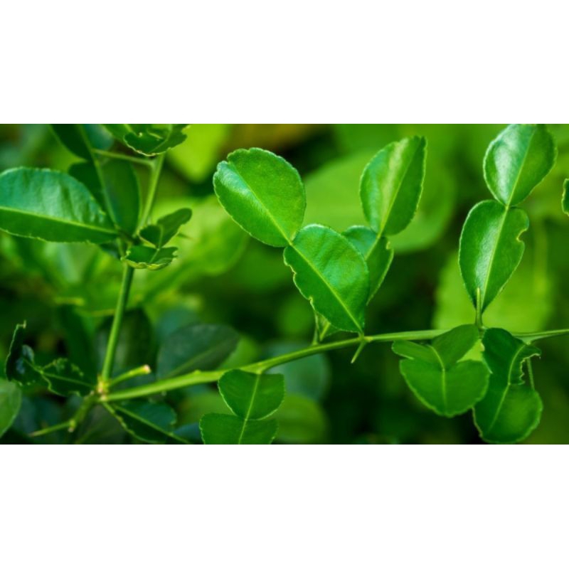 

DAUN JERUK NIPIS SEGAR 250 GRAM