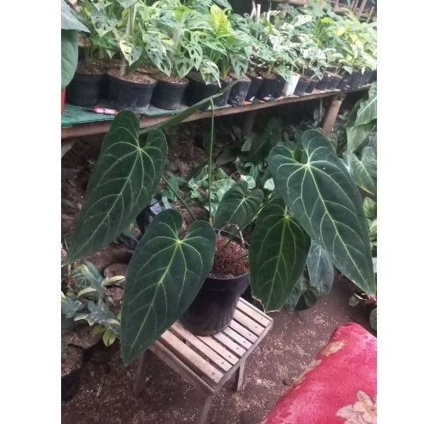 Tanaman Hias Antharium Darkmama Indukan ( Antharium warocqueanum/Lidah gajah X Antharium Papillaminu