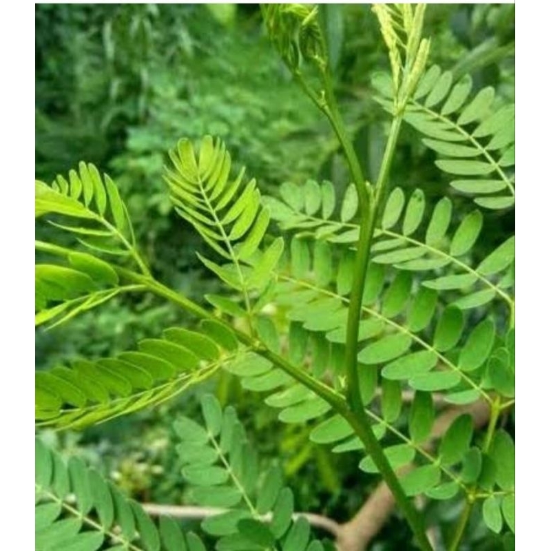 

Daun pete selong lamtoro pete cina segar 250 gram
