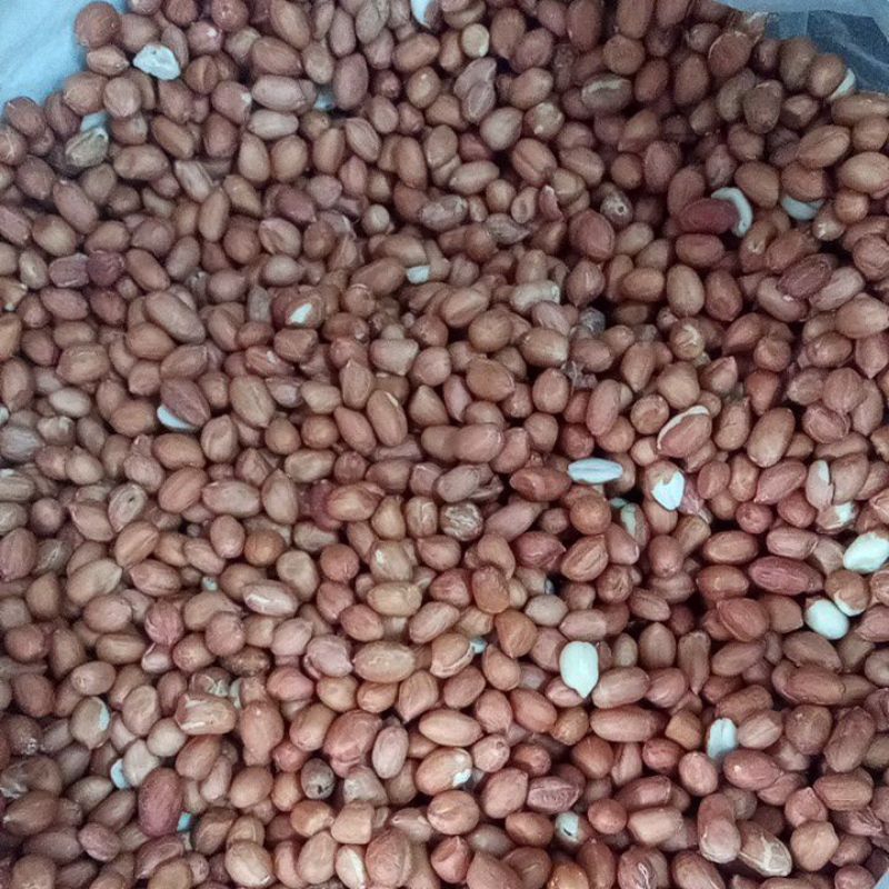 

Kacang tanah besar tj