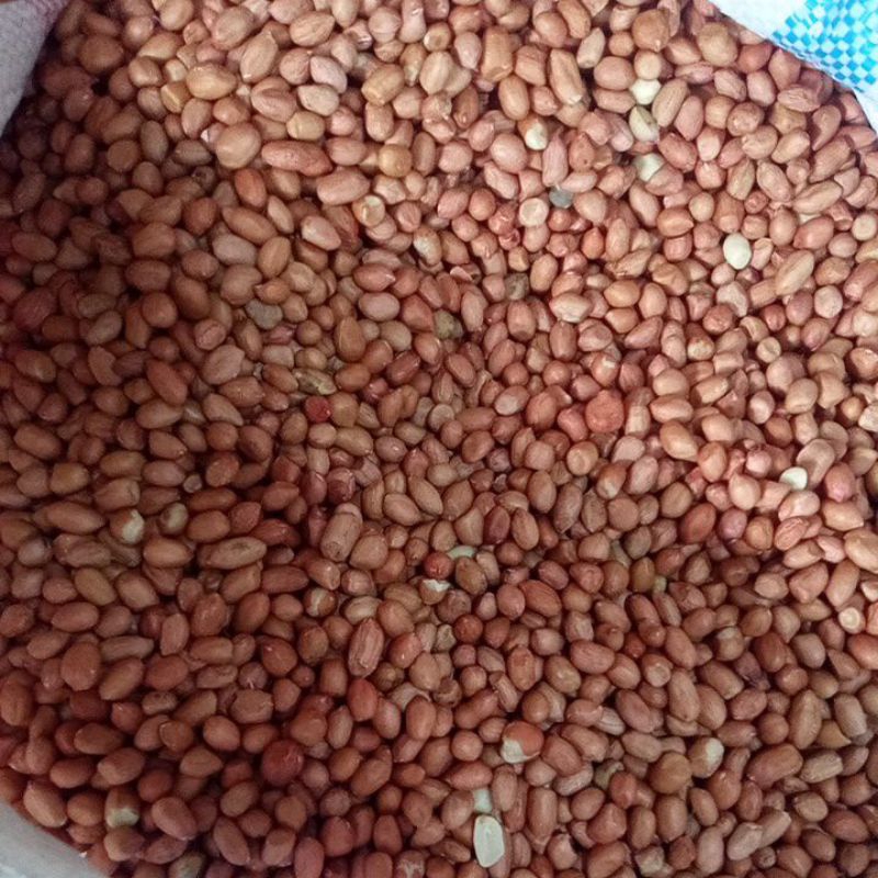 

Kacang tanah kecil tj