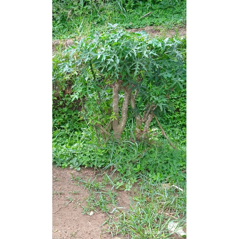 

daun pepaya cina/ jepang untuk lalapan 500 gr