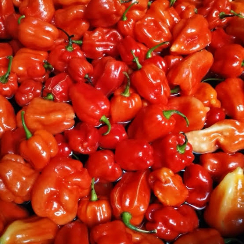 

CHABAI LADA KATOKKON ASLI TORAJA ( lombo’ / chili / rica / cabai karolina terpedas )