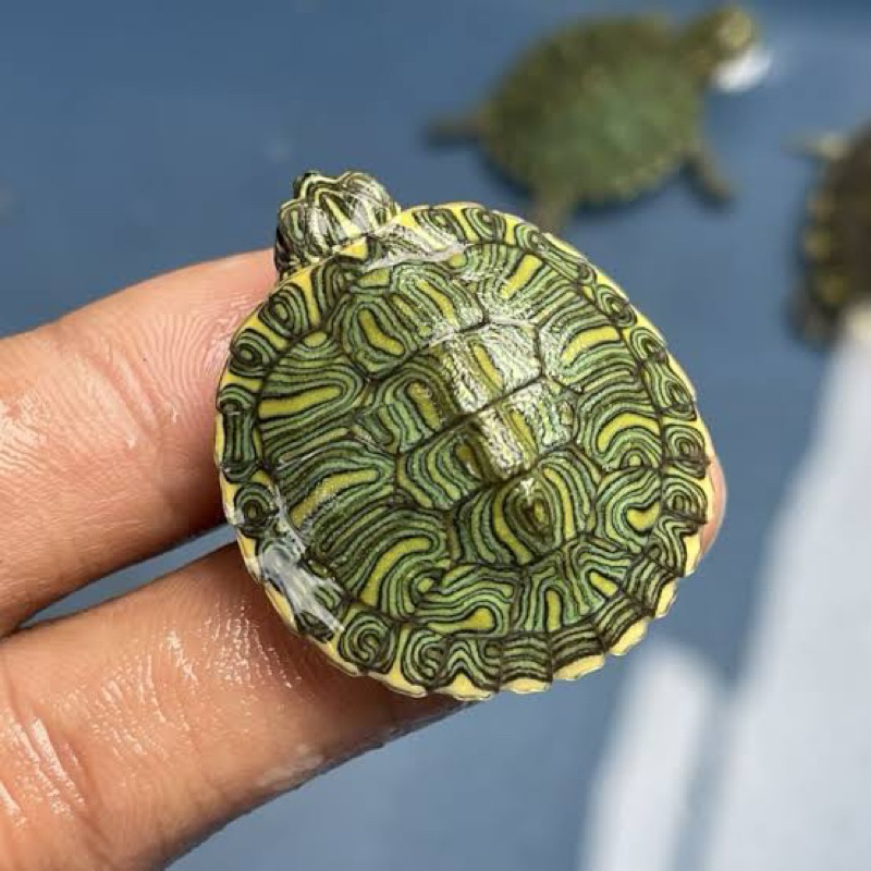 Pelet kura kura brazil HIASAN AQUARIUM size 4-5cm
